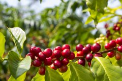 咖啡世界地圖——巴拿馬咖啡 獨特的微氣候成就傳奇咖啡之路