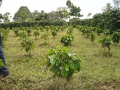 哥斯達黎加咖啡豆概況介紹 哥斯達黎加咖啡產地與品質的關係