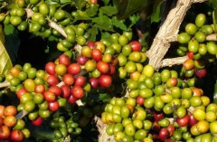 哥斯達黎加咖啡 200多年咖啡種植歷史造就酸質優異的咖啡風味特點