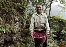 2017危地馬拉熱門咖啡豆-危地馬拉薇薇高原拉伯莎莊園波旁種咖啡