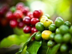危地馬拉安提瓜咖啡產區獨特微型地理形成獨特風味的主因