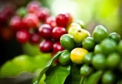 危地馬拉安提瓜咖啡產區獨特微型地理形成獨特風味的主因