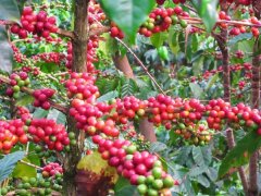 危地馬拉薇薇特南果產區希望莊園介紹 危地馬拉咖啡手衝參數建議