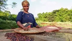 埃塞俄比亞伊迪朵處理廠水洗耶加雪菲迷霧山谷咖啡豆風味介紹