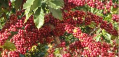 肯尼亞Nyeri地區Hiriga處理廠特徵咖啡豆風味口感介紹