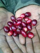 肯尼亞新芽Ｍuiri農場特徵描述咖啡豆風味口感介紹