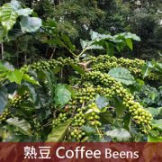 咖啡界的“巨人”與“君主”-巴西的咖啡歷史介紹 巴西咖啡價格