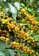 巴西咖啡莊園-南米納斯產區COE季軍神木莊園黃波本咖啡介紹