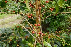 哥倫比亞咖啡業與葉鏽病的抗爭史-咖啡愛好者一定要知道的一種病