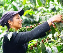 哥倫比亞咖啡莊園 哥倫比亞最貴的咖啡-哥倫比亞棕櫚與大嘴鳥LPET
