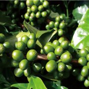 世界上最大的水洗咖啡豆出口國哥倫比亞咖啡又稱翡翠咖啡