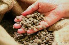 2017最熱門哥倫比亞咖啡-芬卡.聖荷西莊園橡木桶低溫發酵咖啡豆