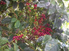 意式咖啡機配尼加拉瓜咖啡豆可以嗎？尼加拉瓜爪哇尼卡咖啡豆特點