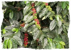 薩爾瓦多咖啡手衝參數 薩爾瓦多酩酊莊園50%蜜處理+50%水洗處理法
