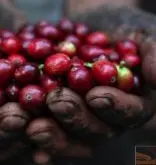 2017肯尼亞咖啡現狀 加昆杜合作社Gakundu FCS肯尼亞咖啡風味描述
