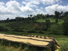 肯尼亞咖啡是什麼種？麒麟雅嘉-卡穆旺吉水洗廠AA肯尼亞咖啡品種