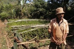 洪都拉斯咖啡產地聖文森處理廠介紹 洪都拉斯和肯尼亞咖啡的區別