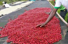 盧旺達咖啡豆產地 星巴克盧旺達咖啡故事 盧旺達咖啡豆標籤圖案