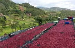 盧旺達咖啡花香有嗎 盧旺達咖啡處理廠Ngoma 恩格瑪處理廠