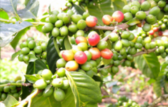 盧旺達咖啡烘焙度建議分析 盧旺達咖啡適合手衝虹吸法壓壺