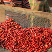 盧旺達藍波旁咖啡怎麼喝 盧旺達咖啡豆風味口感描述