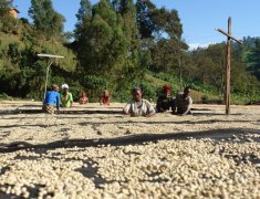 埃塞俄比亞低因咖啡&有機咖啡 古吉-薩克科特二氧化碳去咖啡因