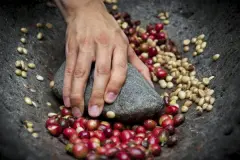 埃塞俄比亞王道(wondo)咖啡合作社水洗耶加咖啡風味描述