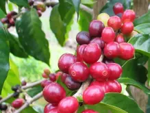 坦桑尼亞-基戈馬產區水洗PB小圓豆咖啡風味的獨特之處