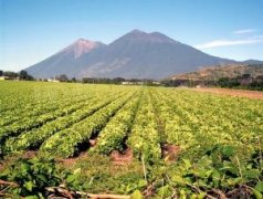 危地馬拉微氣候精品咖啡聖塔索菲亞莊園詳細介紹Santa Sofia