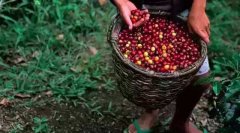 危地馬拉Agua Tibia小型咖啡莊園發展介紹