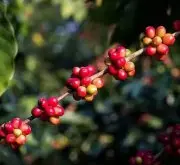 哥倫比亞Huila慧蘭Banexport公司詳情介紹 慧蘭小農咖啡風味