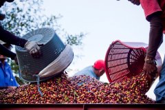 哥斯達黎加咖啡塔拉珠沃土農場Tierra Fertil哥斯達黎加有機咖啡
