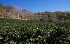 哥斯達黎加咖啡產區西部谷地West Valley咖啡豆風味特點衝煮手法