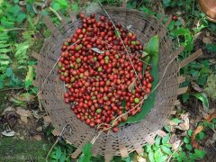 哥斯達黎加咖啡豆推薦：哥斯達黎加咖啡拉斯拉哈斯莊園入門選擇