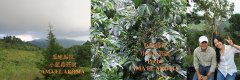 危地馬拉咖啡莊園-小藍莓莊園 危地馬拉COE最厲害的莊園之一