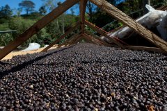 哥倫比亞咖啡品牌推薦-哥倫比亞胡拉火山小農咖啡