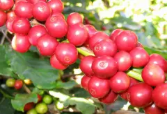 哥斯達黎加〝micro mill〞咖啡革命介紹