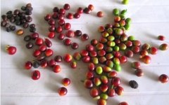 中美洲高海拔咖啡哥斯達黎加赫爾巴夙莊園介紹杯測數據