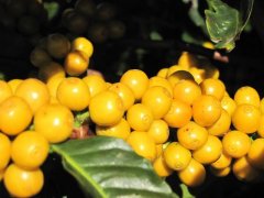 巴西咖啡黃波旁品種介紹-Yellow Bourbon 巴西咖啡價格報表
