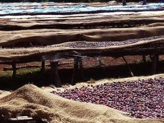 生豆評測-埃塞俄比亞西達摩 耶加和西達摩咖啡區別	