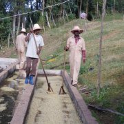 埃塞俄比亞咖啡品牌大全 西達摩咖啡Hunkute宏古特水洗廠信息介紹