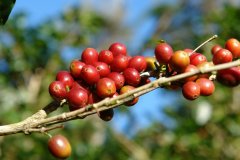 阿拉比卡咖啡豆種發源地埃塞俄比亞主要咖啡產區西達摩咖啡豆風味