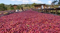 埃塞俄比亞咖啡產區 埃塞俄比亞咖啡種植背景 西達摩和耶加雪菲