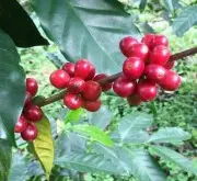 洪都拉斯和肯尼亞咖啡哪種更好喝？洪都拉斯咖啡豆風味對比
