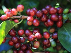 牙買加藍山咖啡：藍山咖啡豆適合怎麼喝 藍山咖啡豆多少錢一斤