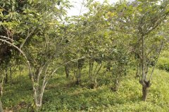 哥斯達黎加中央山谷最佳蜜處理蜜天王農場介紹