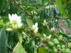 哥斯達黎加蜜處理豆-土磚農場小批量精選咖啡風味介紹