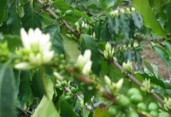 哥斯達黎加蜜處理豆-土磚農場小批量精選咖啡風味介紹