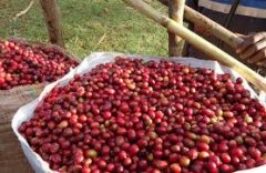 薩爾瓦多蜜處理咖啡風味描述HIU 卡哈馬卡(Cajamarca)農場介紹