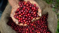 哥斯達黎加卡內特咖啡莊園葡萄乾處理法手衝溫度、研磨度、粉水比
